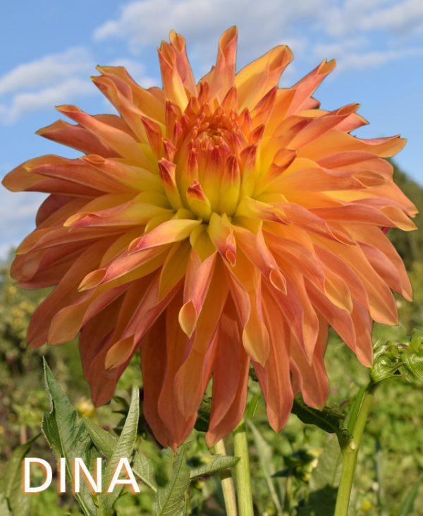 dālija dina