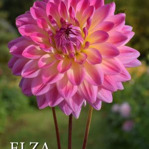 dālija Elza