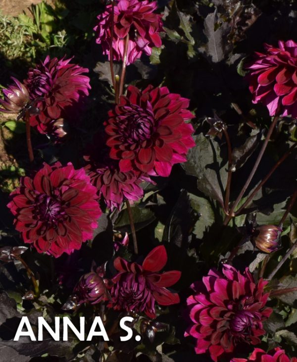 dalija anna s