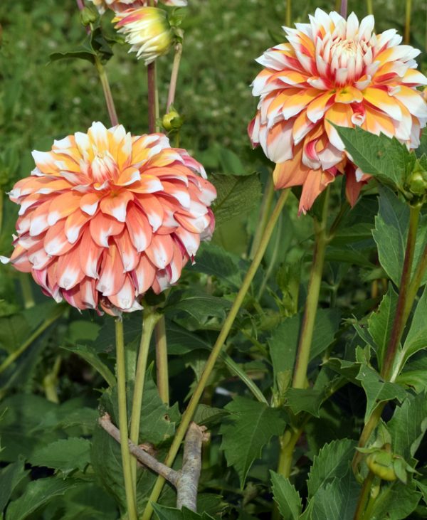 dalija blyton candy corn