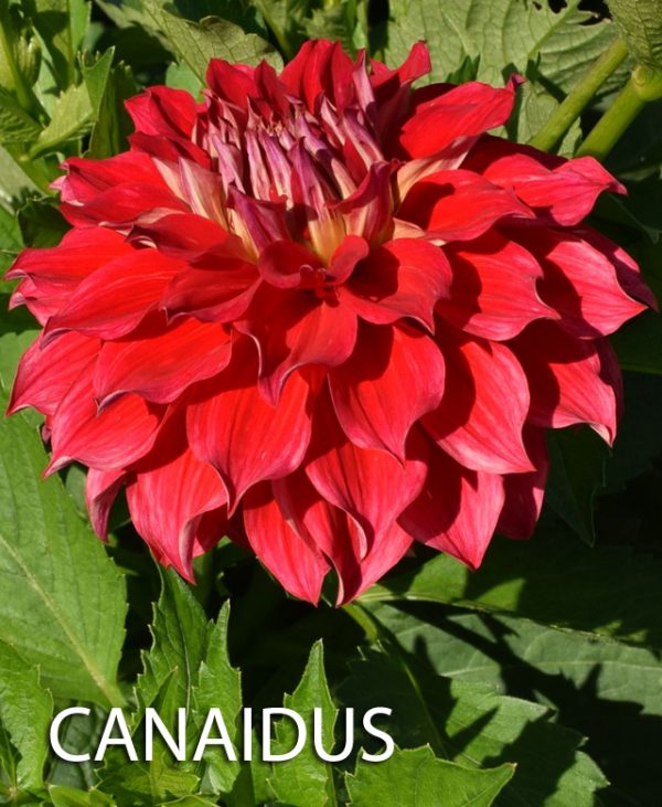 dālija canaidus