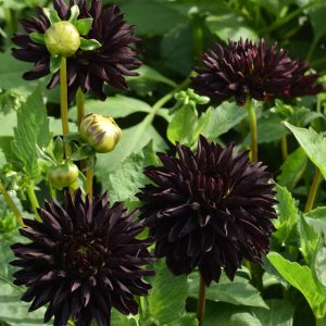 dālija CZARNY CHARAKTER