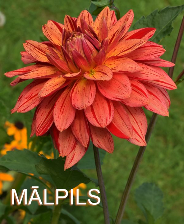 My Image 28